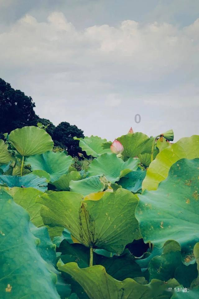 蓝色小球入袋选关版